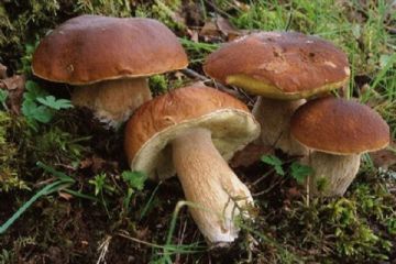 Corso formativo di preparazione ed esami per il rilascio dell&#39; idoneit&#224; alla vendita di funghi epigei freschi